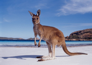 western-australia-kangaroo-beach